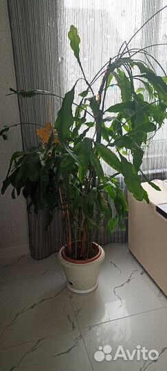 Эпифиллум Оксипеталум