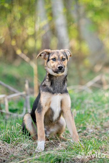 Щенок мальчик