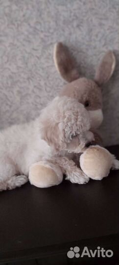 Девочка той пудель