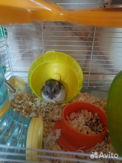 2 джунгарика