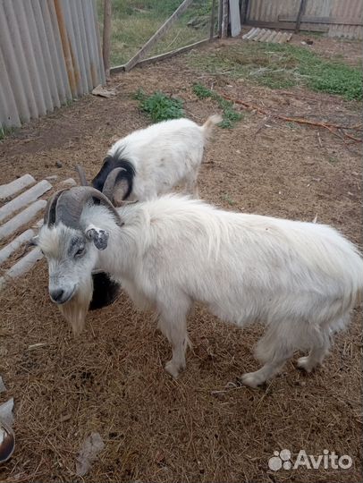 Козел и козлята