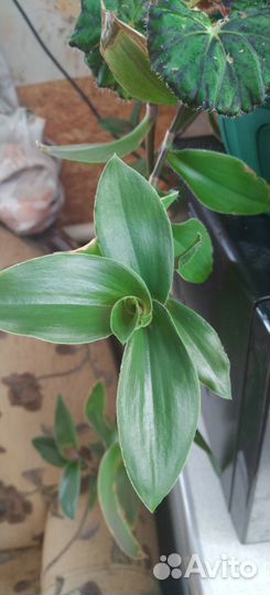 Традесканция Толстянковая