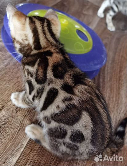 Бенгальская