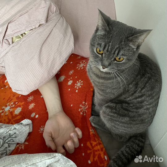 Кот Майот