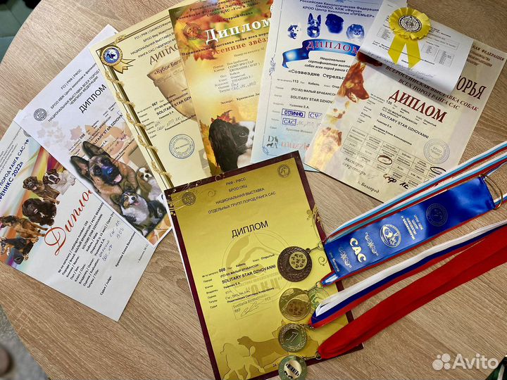 Пти брабансон вязка