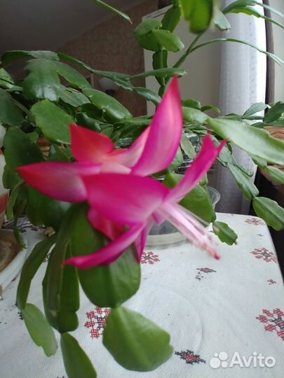 Декабрист шлюмбергера Баклей розовый