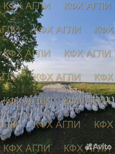 Гуси маточное поголовье,старки 3х летние Итальянки