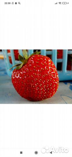 Рассада клубники