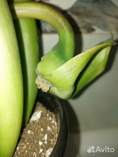 Замиокулькас