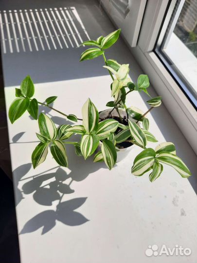 Традесканция белая