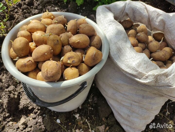 Семенной картофель