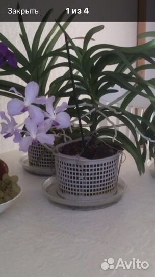 Орхидея ванда