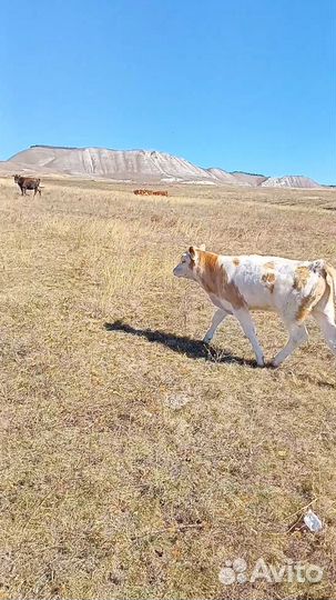 Корова с бычками