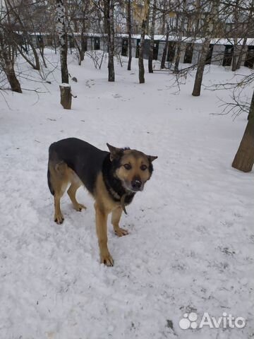 Бывшедомашний пёс Гром грустит в приюте