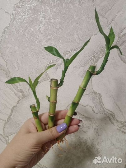 Бамбук лаки