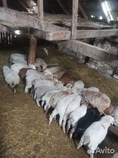 Ягнята, матки с ягнятами, телята