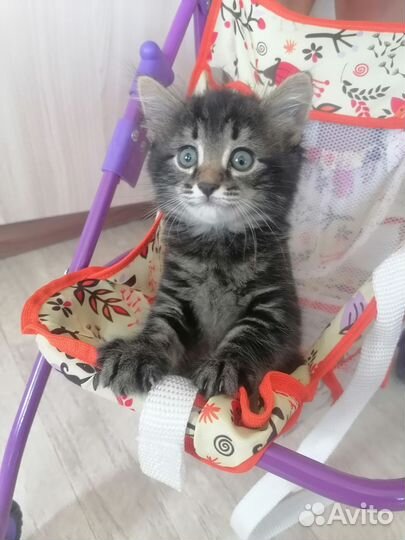 Отдам котенка в добрые руки