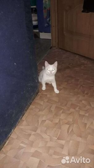 Котенок девочка помогите обрести дом