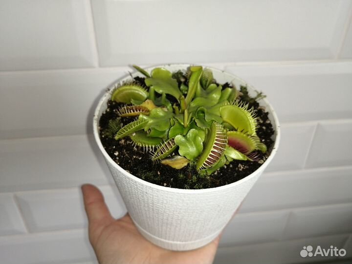 Венерина мухоловка (дионея) в постоянном горшке