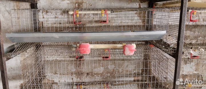 Перепелиные клетки