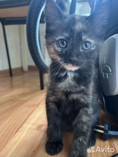 Котята в добрые руки даром