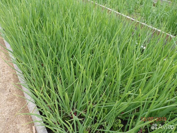 Лук шалот (семейка) семена 150 шт