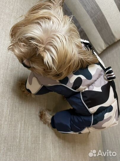 Одежда для собак