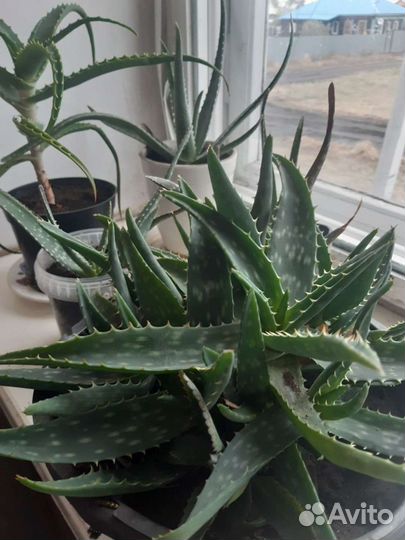 Алоэ, каланхое лечебное