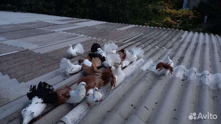 Продам голубей