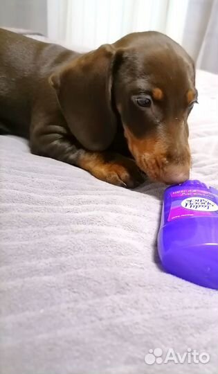 Щенок таксы