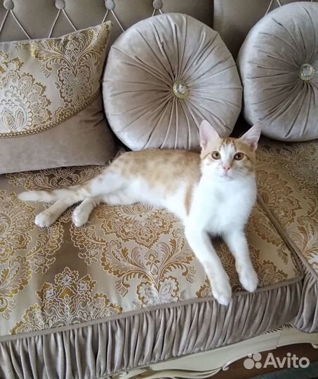 Котик Маркиз ждет любящее сердце
