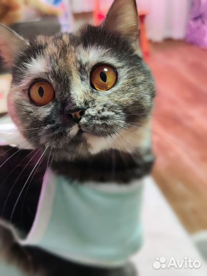 Кошка в добрые руки