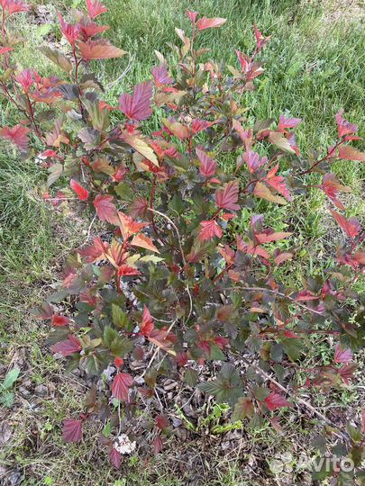 Пузыреплодник Ол Блэк