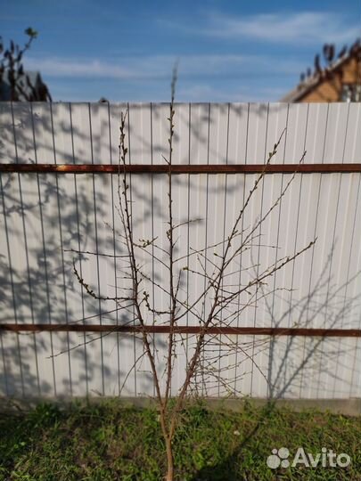 Садовые растения