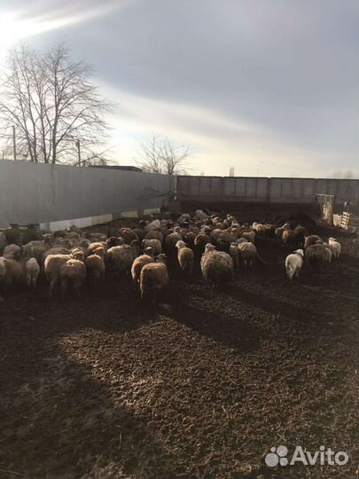 Овцы бараны