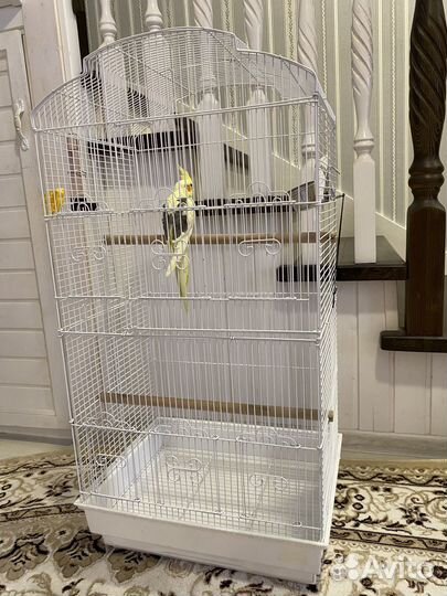 Попугай корелла