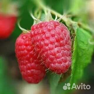 Малина Шапка Мономаха