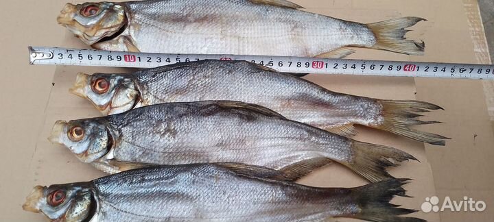 Вяленая сопа