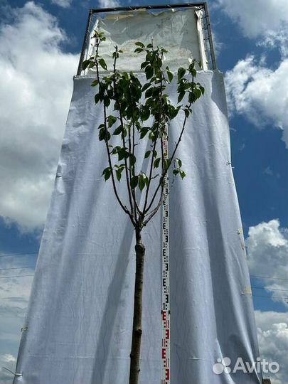 Вишня мелкопильчатая Kanzan (Канзан)