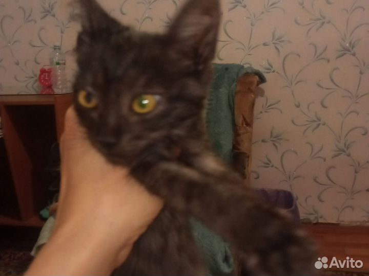 Красивый котик