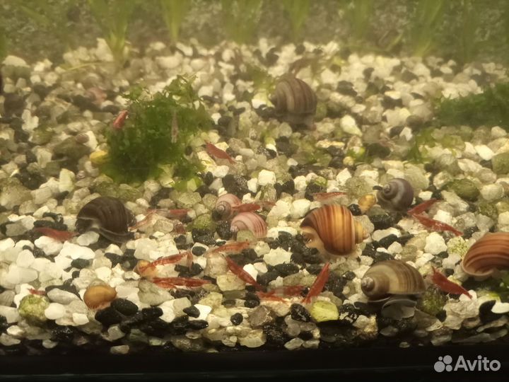 Роголистник, креветки, меченосцы