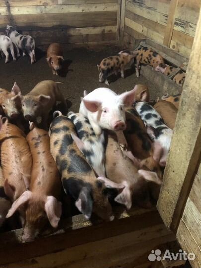 Поросята