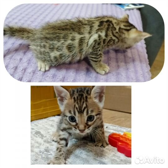 Бенгальские котята