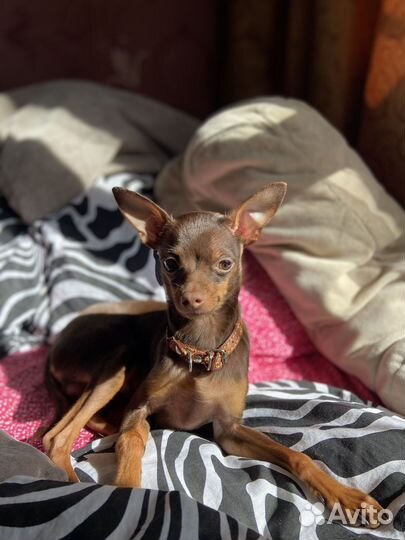 Вязка той-терьер мальчик