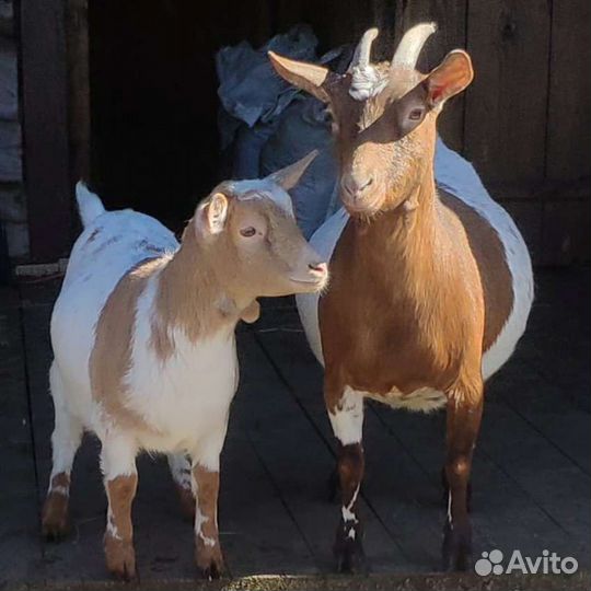 Карликовые камерунские козы(козлята)