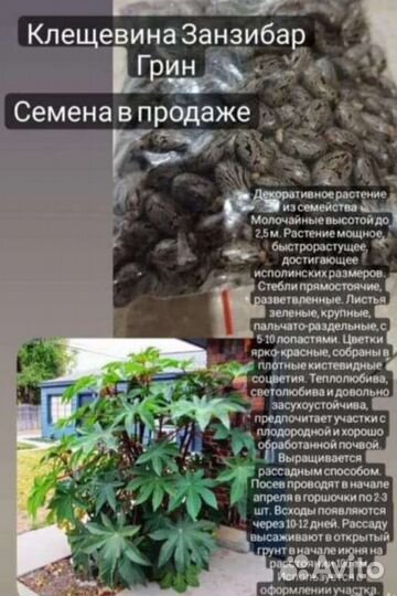 Семена клещевины