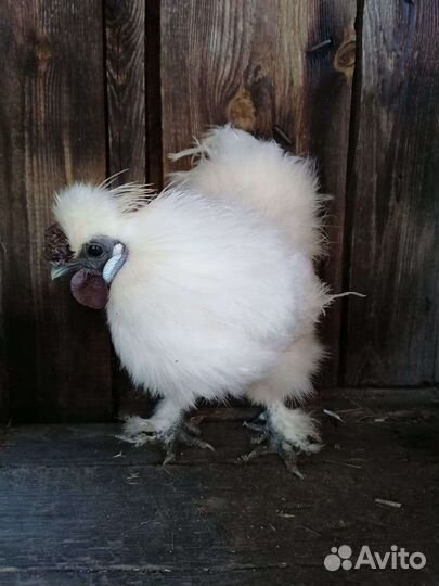 Петух китайский шелковый