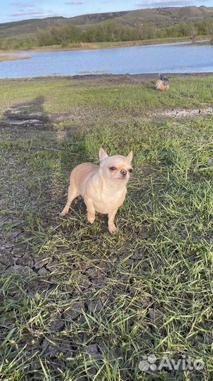 Девочка чихуахуа