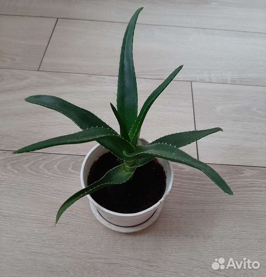 Алоэ декоративное