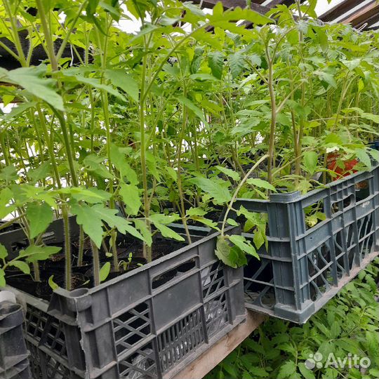 Рассада помидор,перец,огурцы